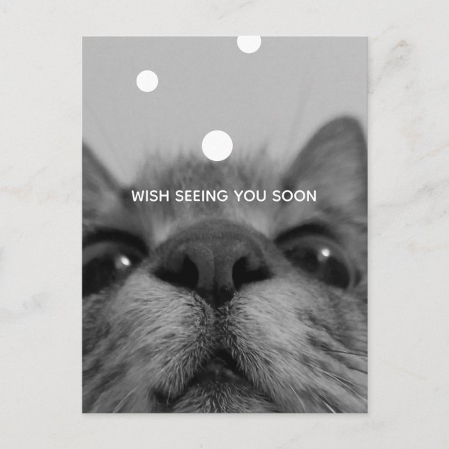Carte postale Visage Chat Noir&Blanc (Devant)