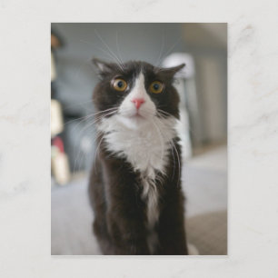 Carte Postale Visage de chat drôle