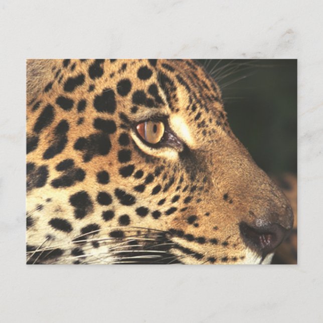 Carte Postale Visage de Cheetah (Devant)