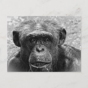 Carte Postale Visage de chimpanzé, grand caractère, noir et blan