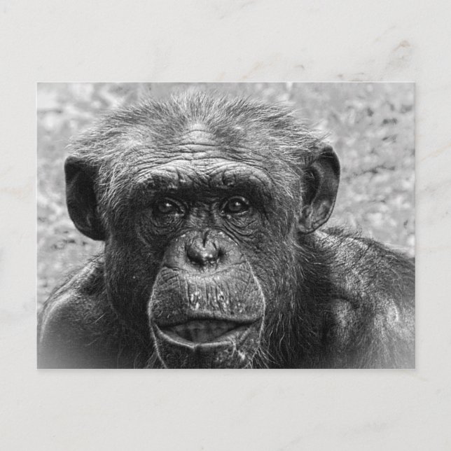 Carte Postale Visage de chimpanzé, grand caractère, noir et blan (Devant)
