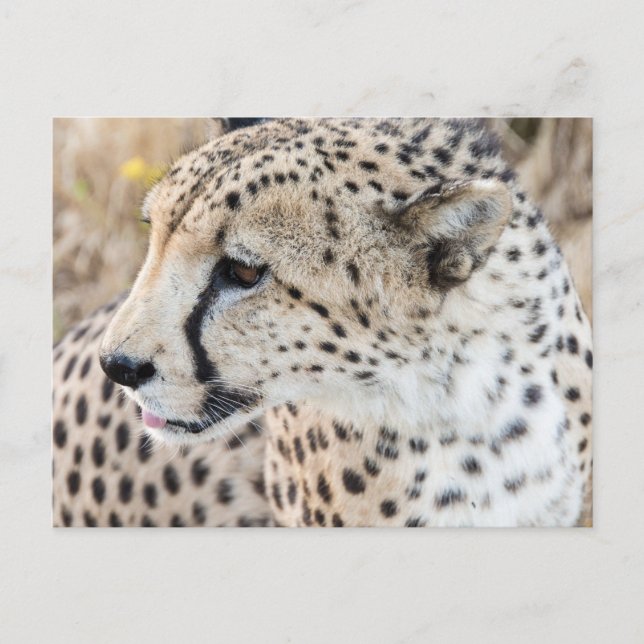 Carte Postale Visage de guépard animal sauvage (Devant)