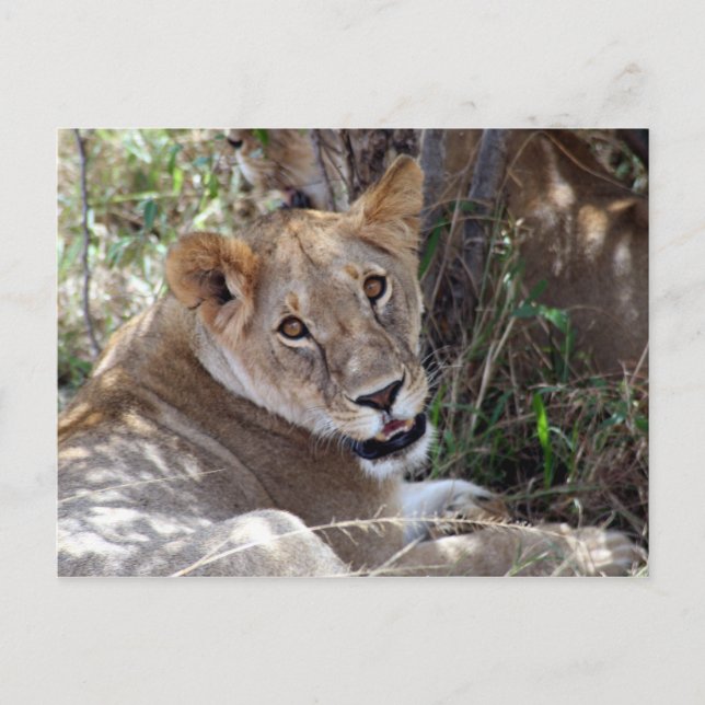 Carte Postale visage de lion (Devant)