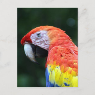 Carte Postale visage de scarlet macaw