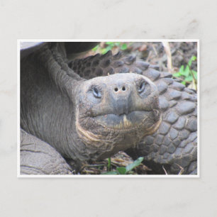 Carte Postale visage de tortue géante de galapagos