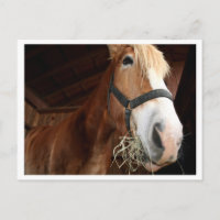 Visage du cheval