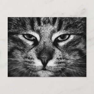 Carte Postale Visage d'un chat forestier norvégien