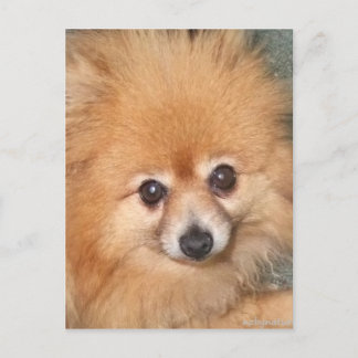 Carte Postale Visage Poméranien mignon