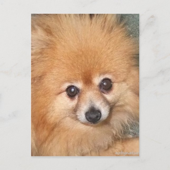 Carte Postale Visage Poméranien mignon (Devant)