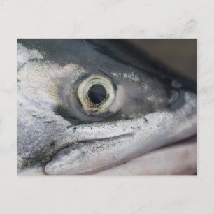 Carte Postale Visage Saumon argenté
