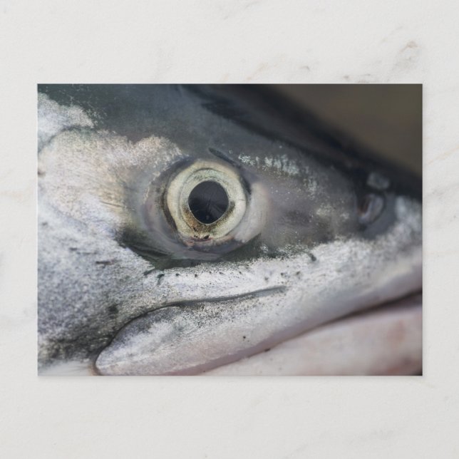 Carte Postale Visage Saumon argenté (Devant)