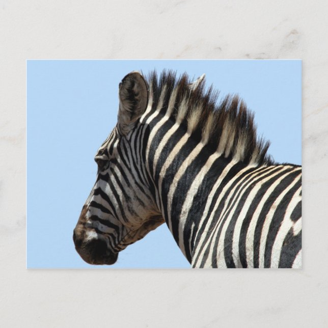 Carte Postale visage zèbre (Devant)