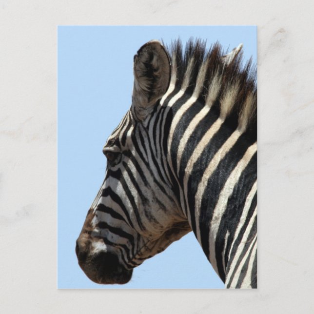 Carte Postale visage zèbre (Devant)