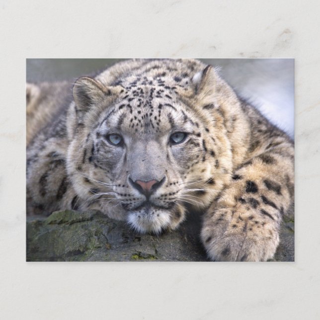 Carte postale Vishnu Snow Leopard (Devant)