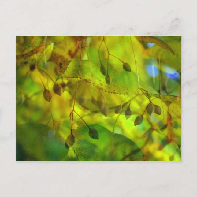 Carte Postale Vision Automne (Devant)