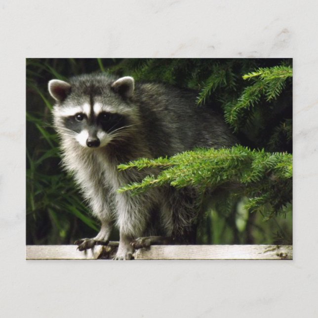 Carte Postale Visiteur inattendu, #3 (Devant)