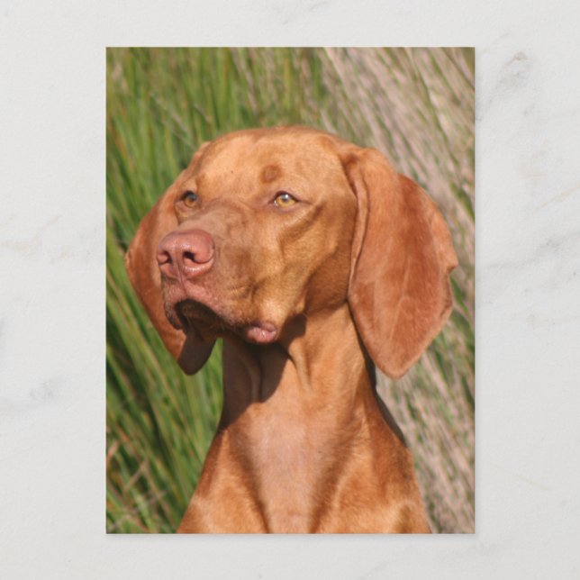 Carte Postale viszla (Devant)