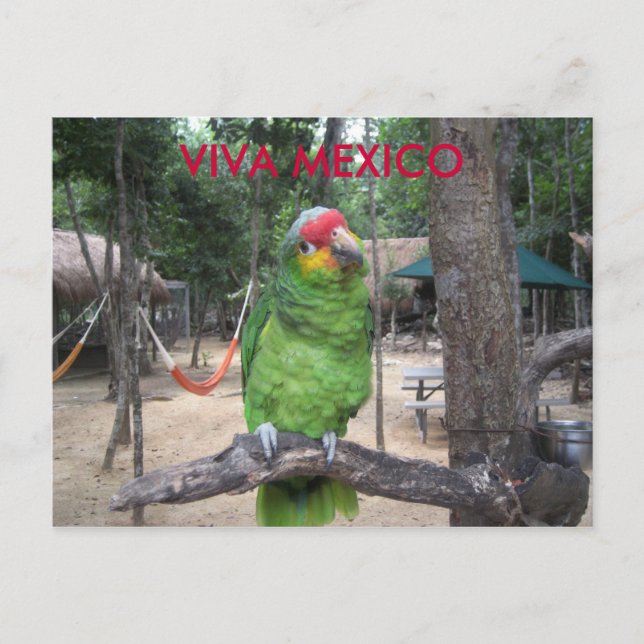 Carte Postale Viva Mexico (Devant)