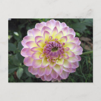 Carte Postale Vivid Lavender Creme Dahlia