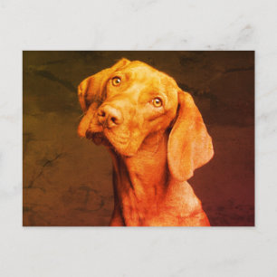 Carte Postale Vizsla