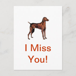 Carte Postale Vizsla