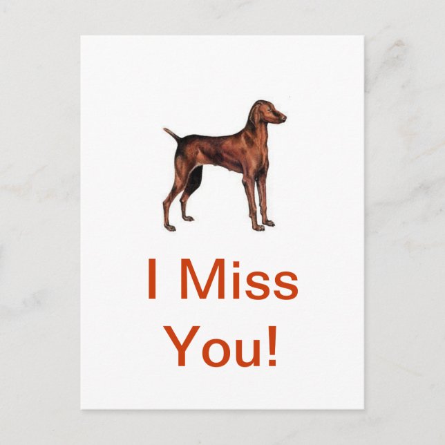 Carte Postale Vizsla (Devant)