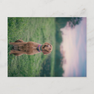 Carte Postale vizsla assise