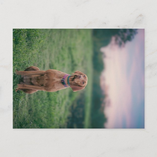 Carte Postale vizsla assise (Devant)