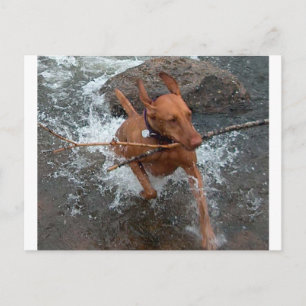 Carte Postale Vizsla_extraction dans water.png