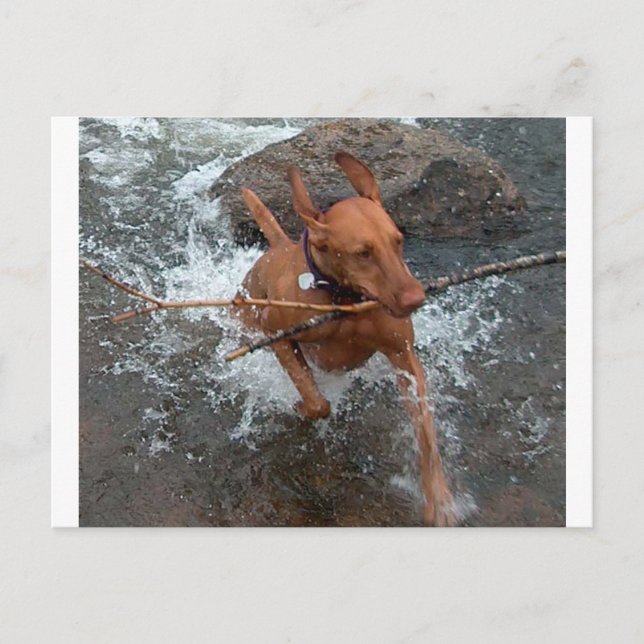 Carte Postale Vizsla_extraction dans water.png (Devant)
