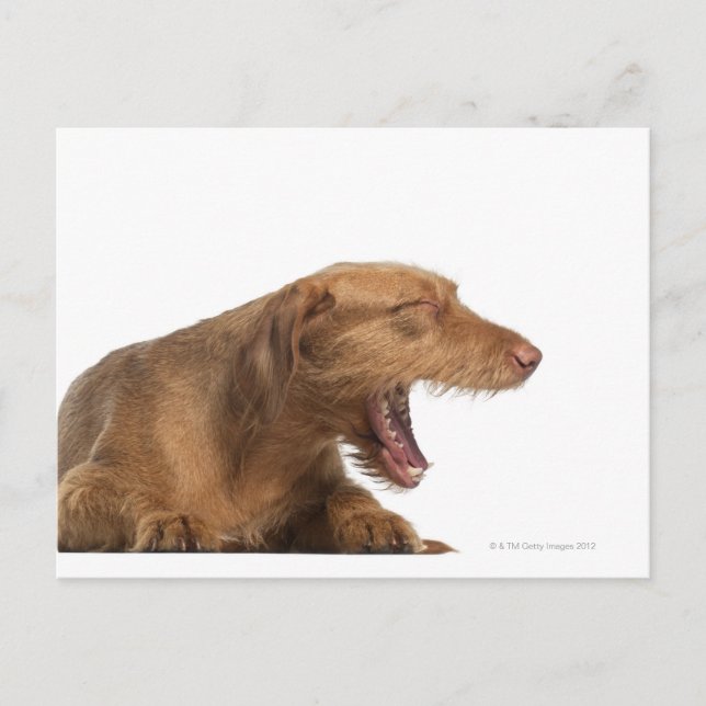 Carte Postale Vizsla qui se bâillonne devant le fond blanc (Devant)