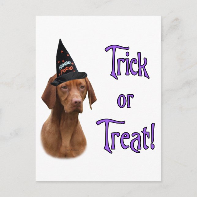 Carte Postale Vizsla Trick (Devant)