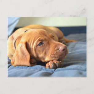 Carte Postale Vizslay Puppy Resting On Its Paw