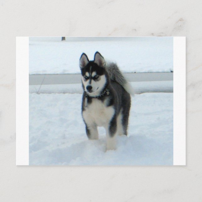 Carte Postale Voici le problème (Devant)