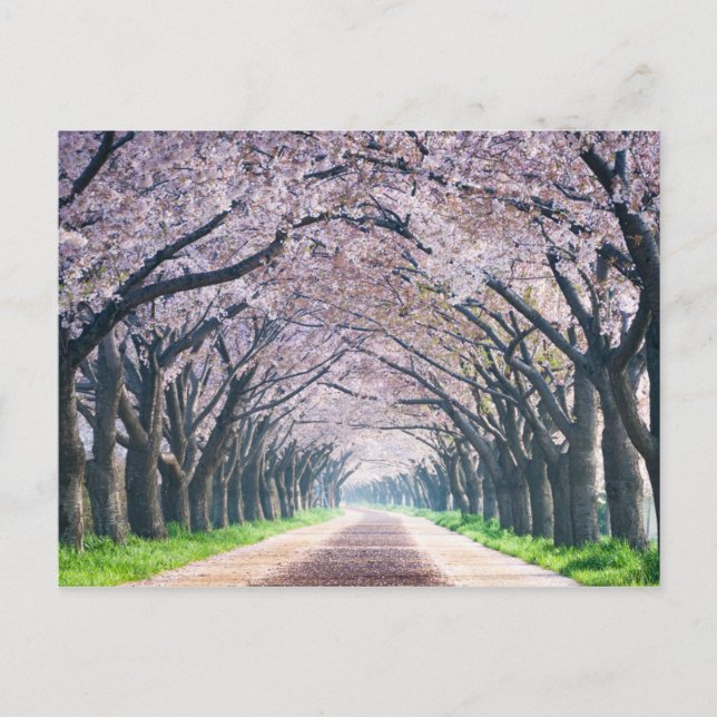 Carte Postale Voie Cherry Blossom (Devant)