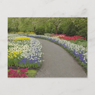 Carte Postale Voie de trottoir à travers tulipes et daffodiles, 