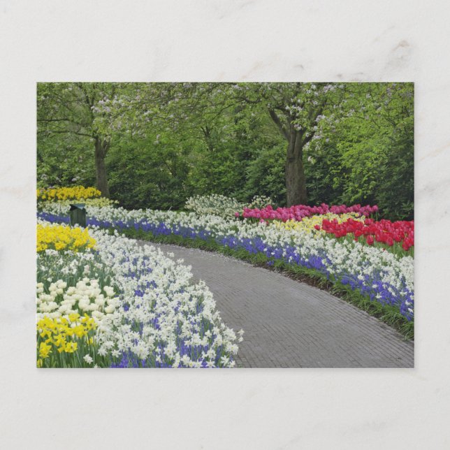 Carte Postale Voie de trottoir à travers tulipes et jonquilles, (Devant)