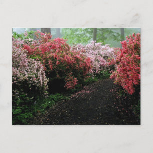 Carte Postale Voie piétonne Azalea