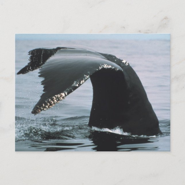 Carte Postale Voile de baleine à bosse (Devant)