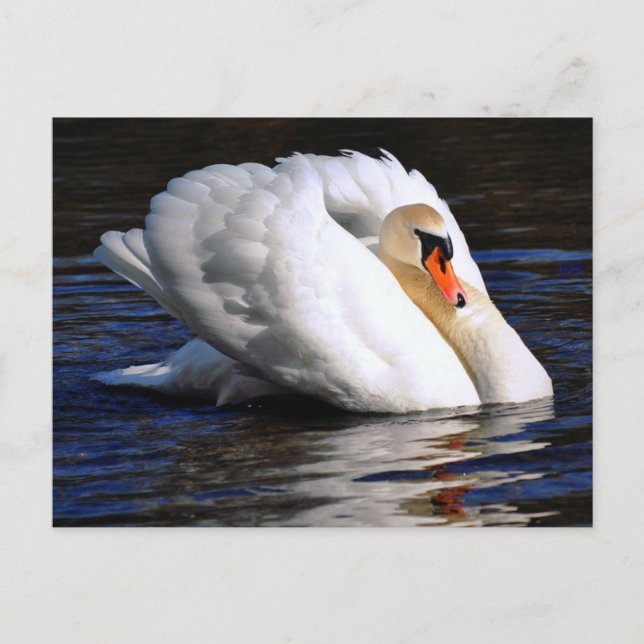 Carte Postale Voile des jeux de cygne (Devant)
