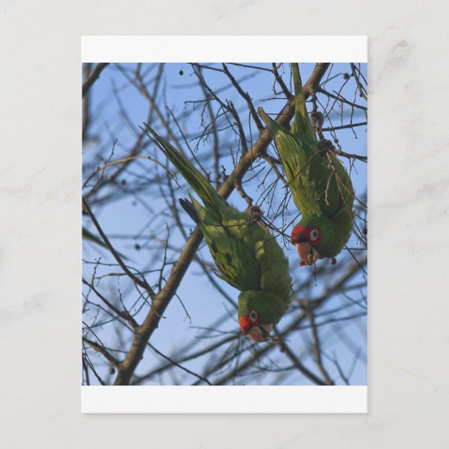 Carte Postale Voisins bruyants (Devant)