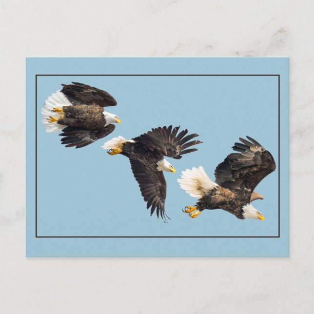 Carte Postale Vol d'aigle à tête blanche sur bleu (Devant)