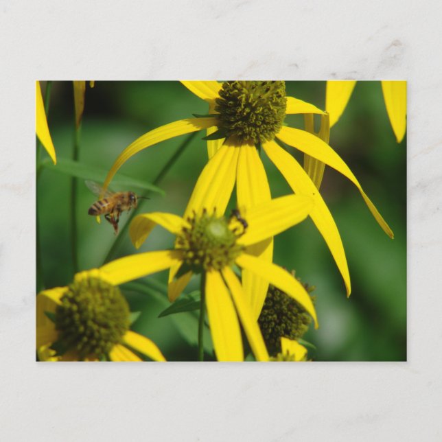 Carte Postale Vol de l'abeille (Devant)