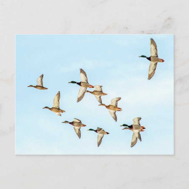 Carte Postale Vol de Mallards (Devant)
