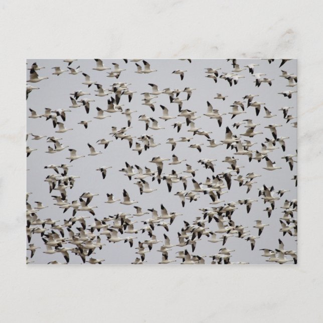 Carte Postale Vol de oies sauvages (Devant)