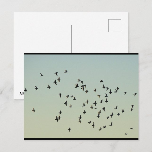 Carte Postale Vol des Pigeons (Devant / Derrière)