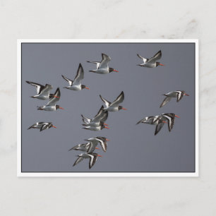 Carte Postale Vol Oystercatchers Nature Photo