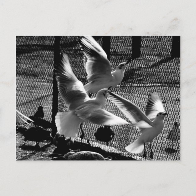 Carte postale Vol pour la liberté (Devant)