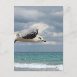 Carte Postale Vol Seagull