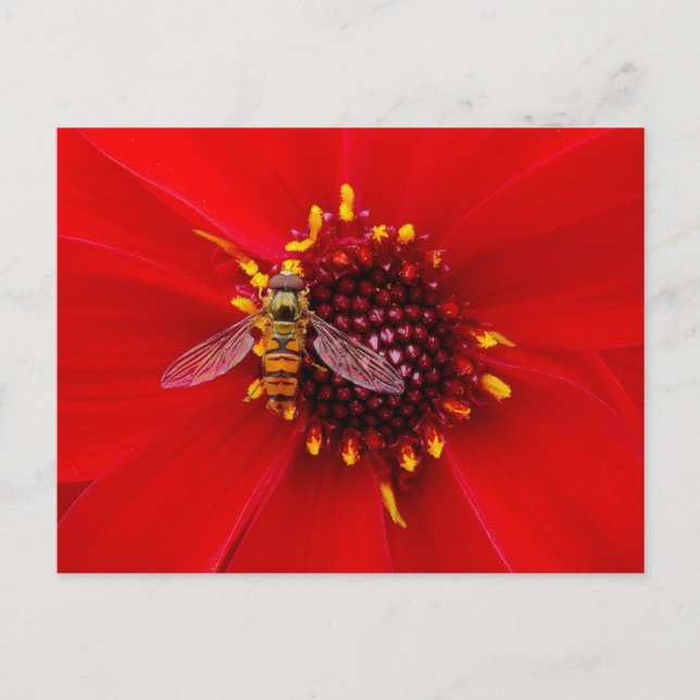 Carte Postale Vol stationnaire sur une Dahlia (Devant)